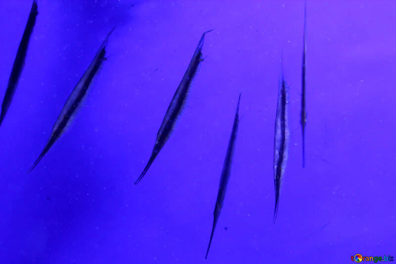 Linee di colore di sfondo blu Violetta graffi porpora №53838