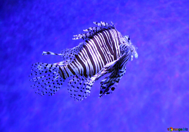 lionfish №53906