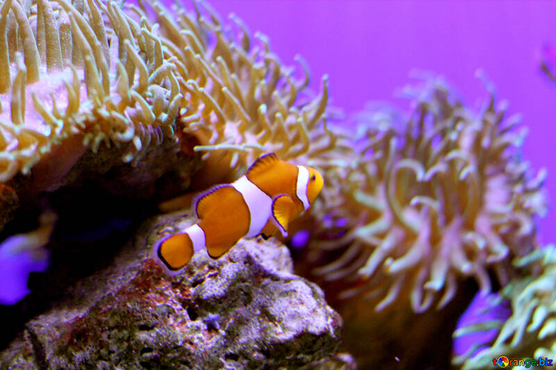 Fish nemo orange clown clownfish underwater №53818