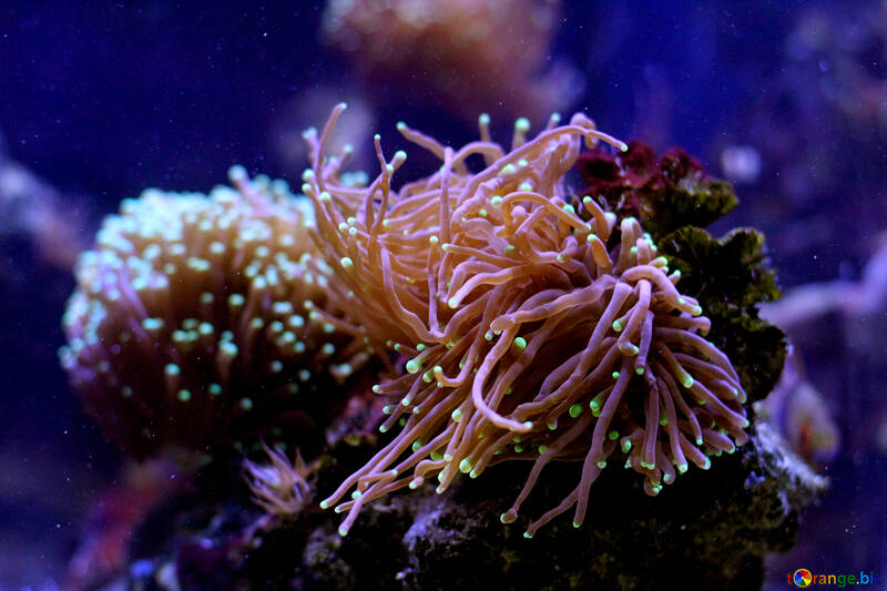 Ozeanische Kreatur Korallenfische №53759