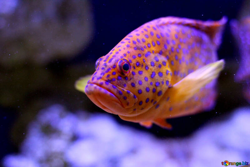An orange fish with blue spots swimming  colorful №53860