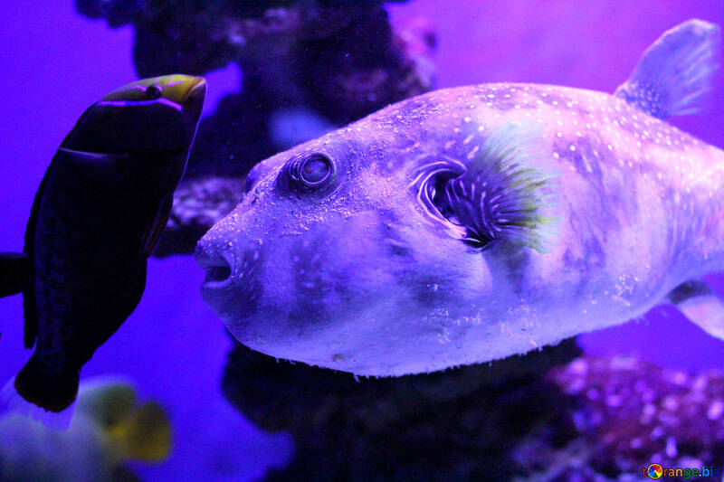 purple blow fish №53888