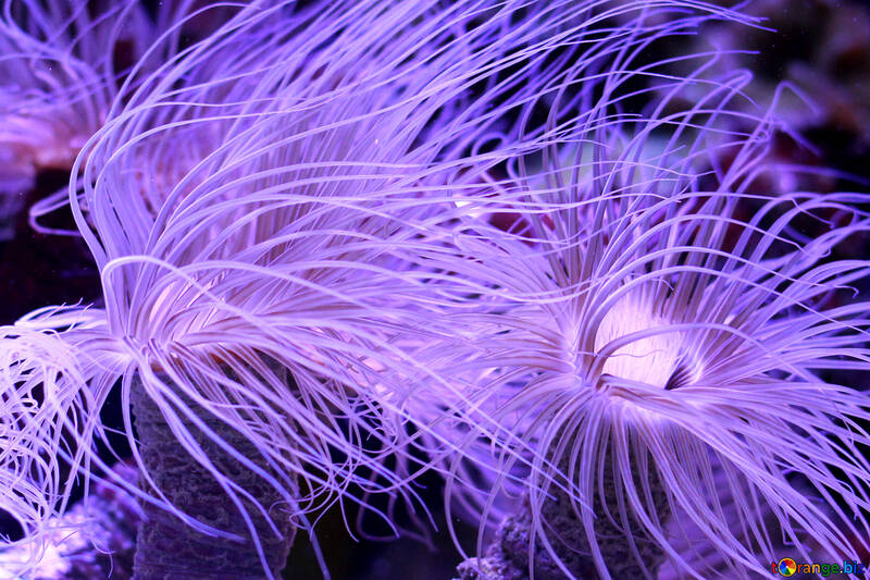 purple seaflower №53865