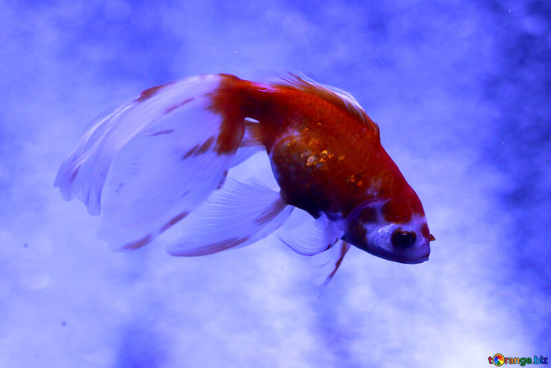 A red and white goldfish №53930