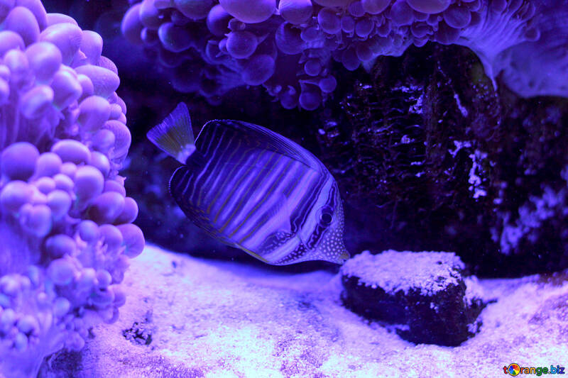 Poisson d`eau salée nageant en violet corail №53779
