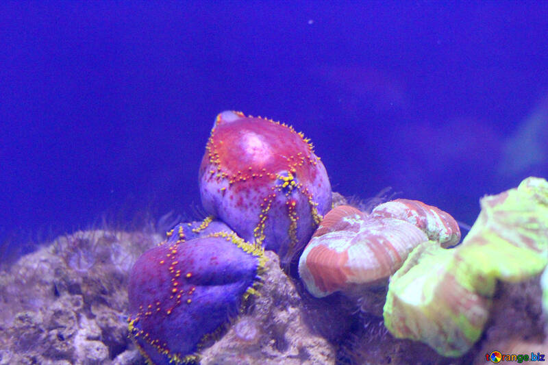 sea octopus Ocean Underground №53764