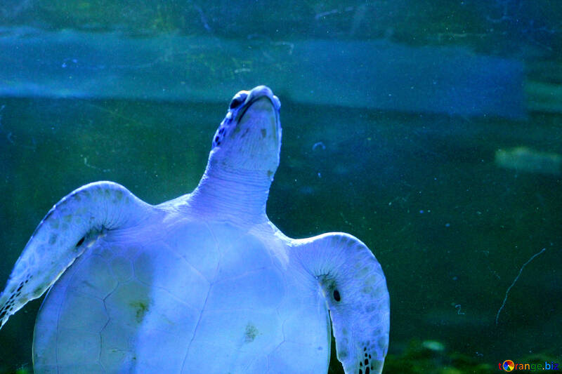 Una tortuga marina №53810