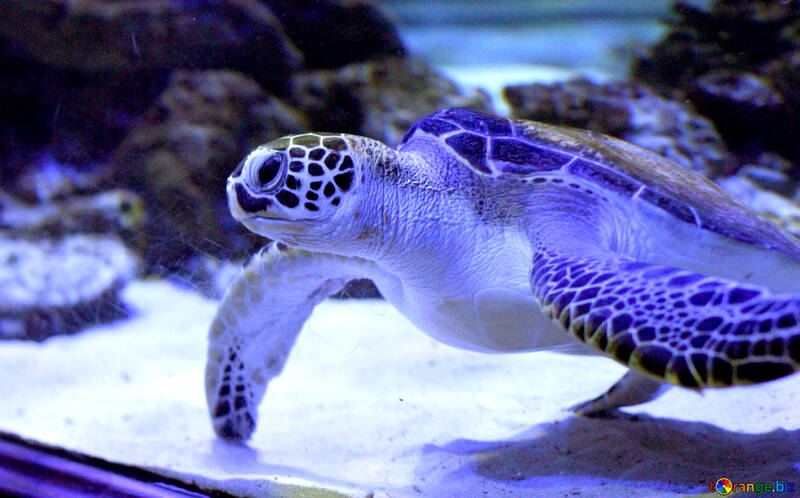 Морська черепаха плавання №53885