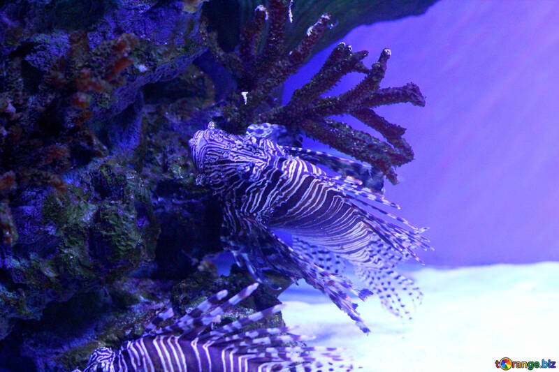 Fish in the see The image is purple sea lion fish №53898