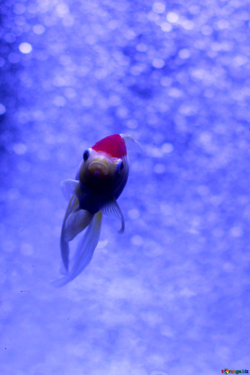 Така гарненька рибка у водно-блакитному кольорі №53792