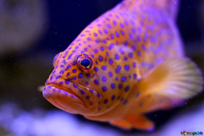 Uma imagem chique de peixe laranja manchado №53859