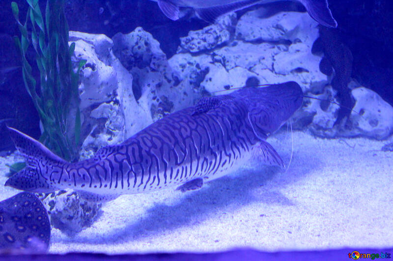 fish is tank underwater №53935