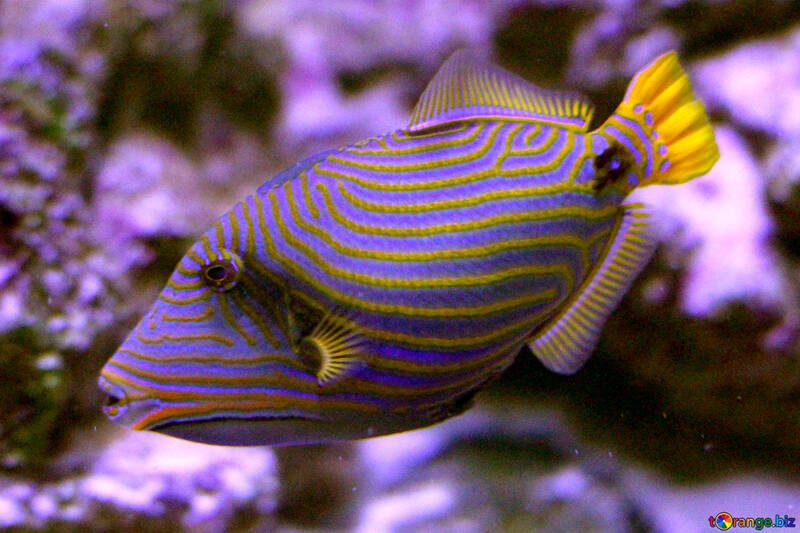 熱帯の縞模様の魚 №53921