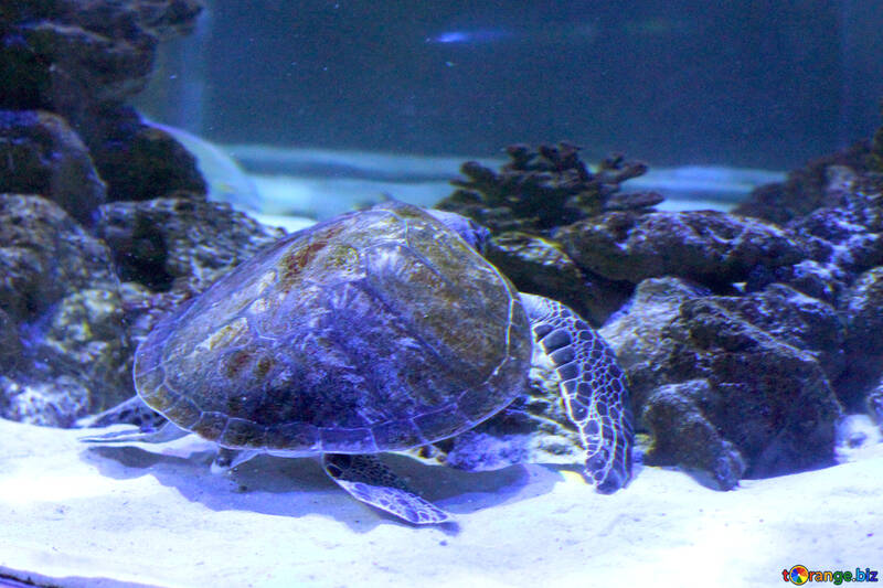 Una tortuga en el océano Sea Shell №53803
