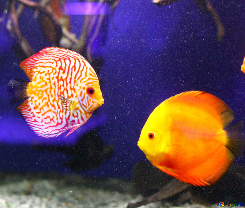 Zwei Fische, einer orange und gelb, der andere ist rot und weiß mit einigen gelben Farbtönen, der Hintergrund ist dunkelviolett №53974