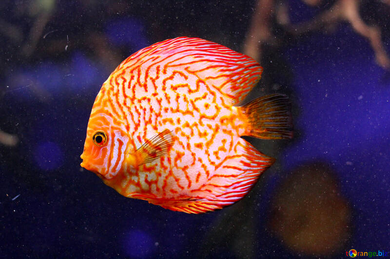 Cerchio di pesce arancione №53958