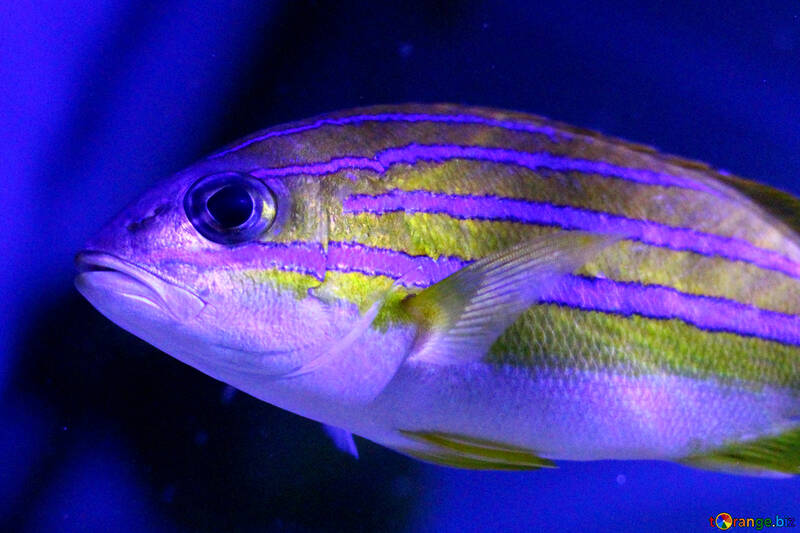 Un pez que es morado y amarillo con un fondo azul azul dorado nadando №53923