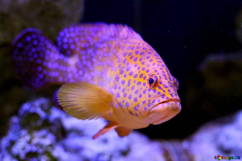 Um peixe colorido olhando para o lado №53857