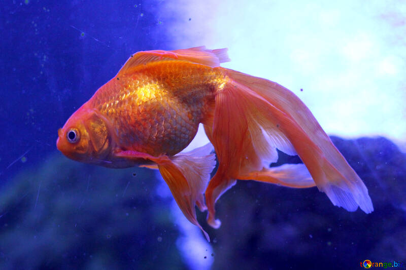 Ein goldener Fisch Goldfisch №53931