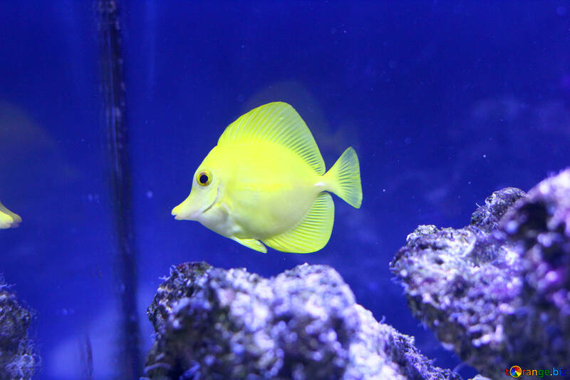 Yellow Fish №53845