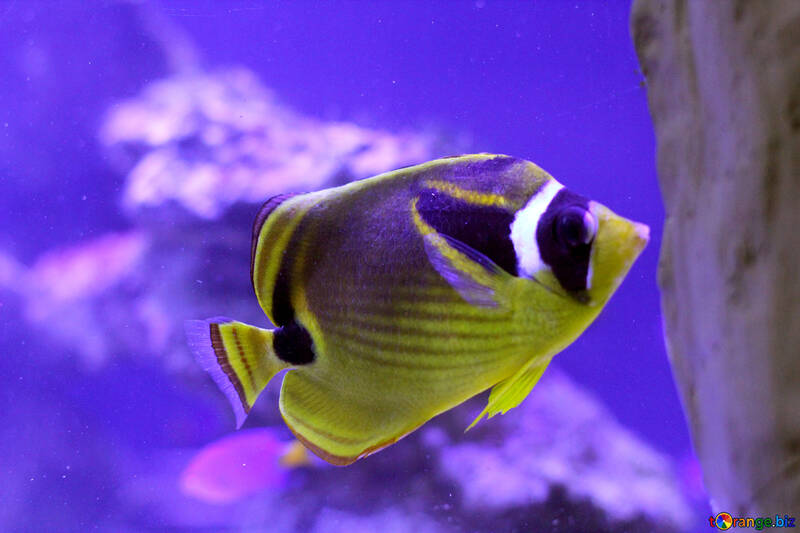 a yellow and purple fish №53765