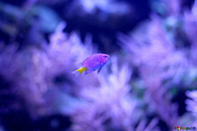 purple fish the sea №53892