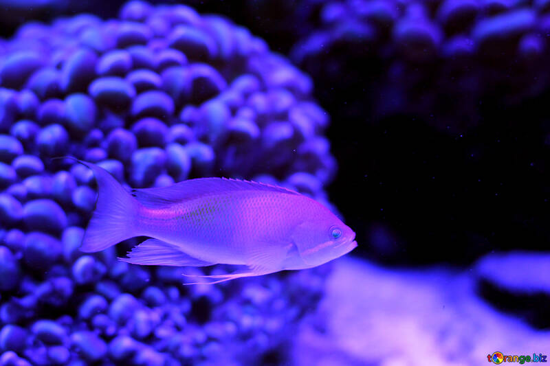 Um peixe roxo iluminando-se com peixes e corais nadando №53770