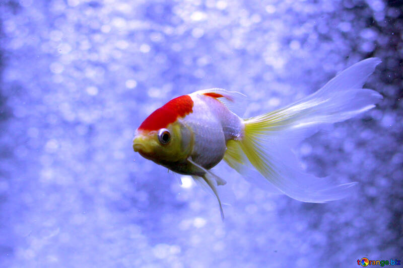 青の背景に赤と黄色の魚 №53790