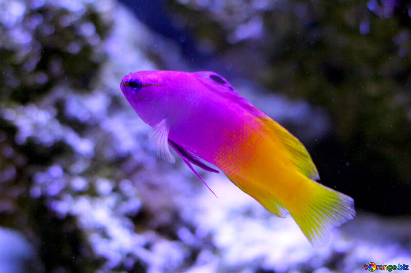 小さな紫と黄色の魚 №53843