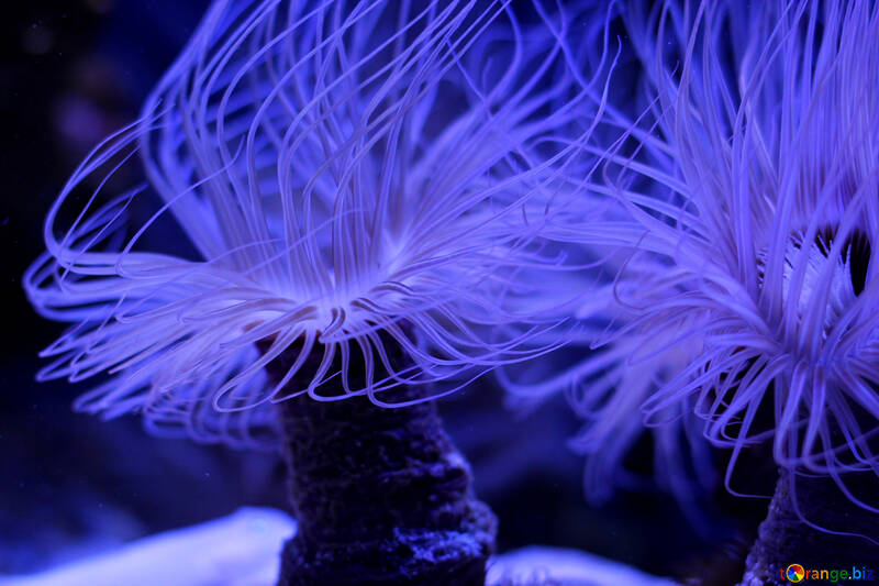 Algún tipo de medusa o planta de coral №53840