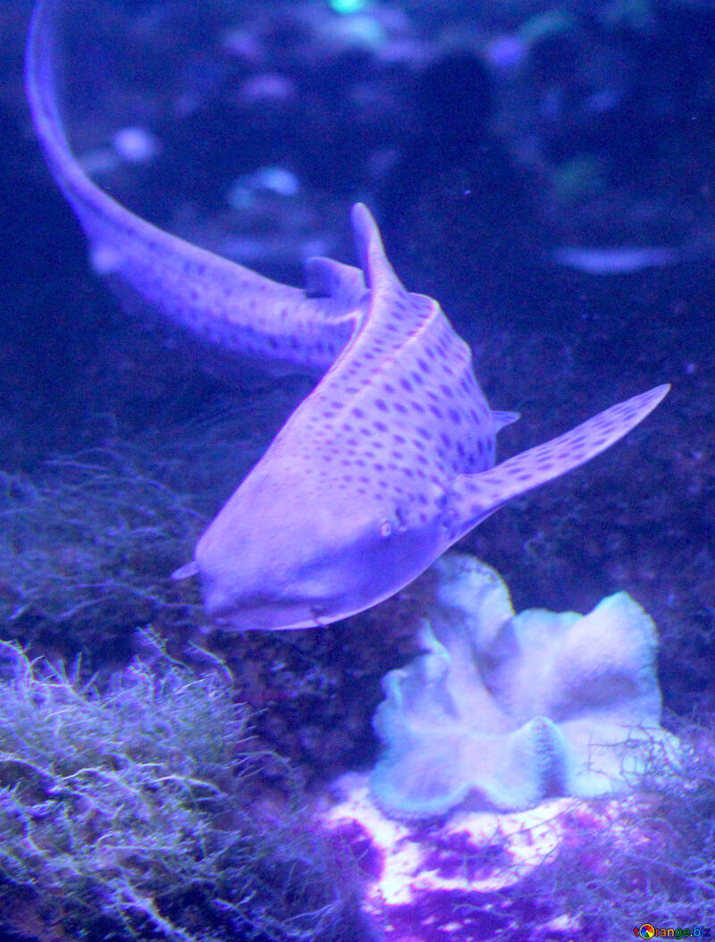 tiger purple fish shark №53831