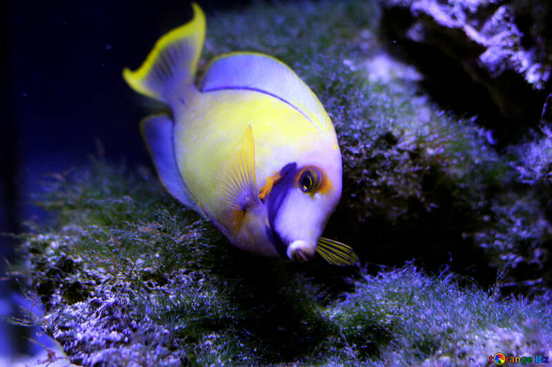 Um close up de um peixe tropical №53849