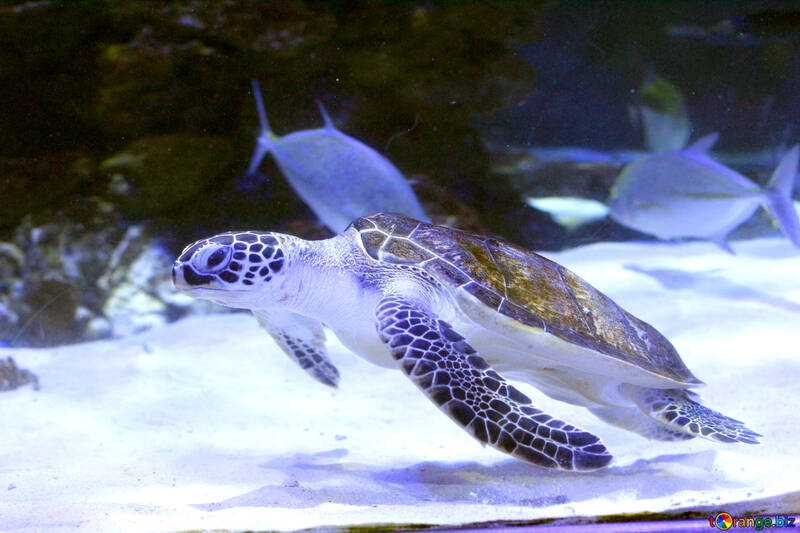 Sea turtle swimming in the ocean blue №53804