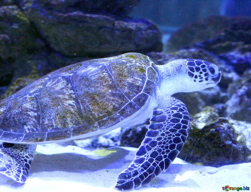 Turtle purple in ocen swimming Sea №53879