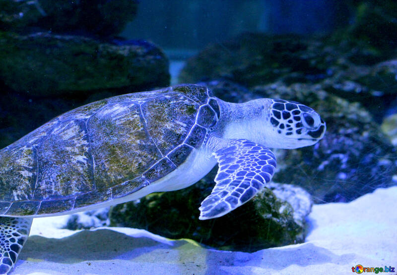 Turtle under water №53880