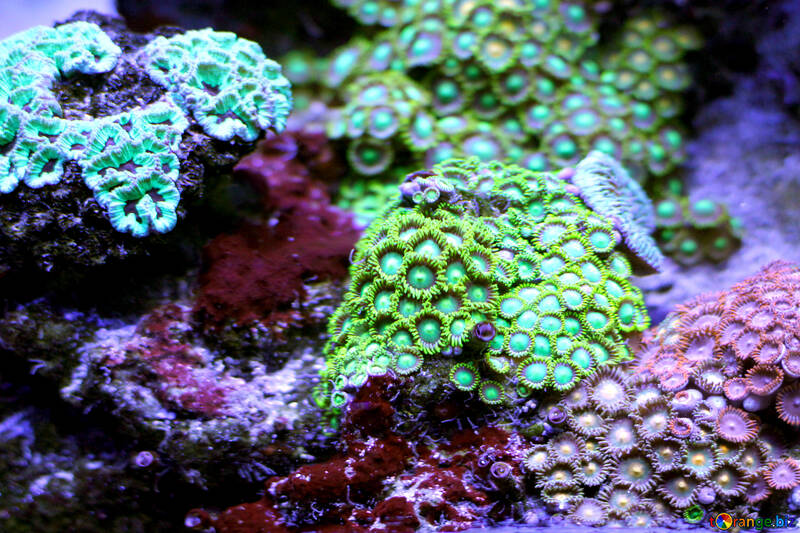 Gelbe rosa grüne Koralle №53797