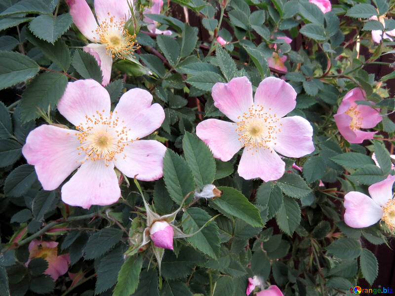 Flores rosa №53438