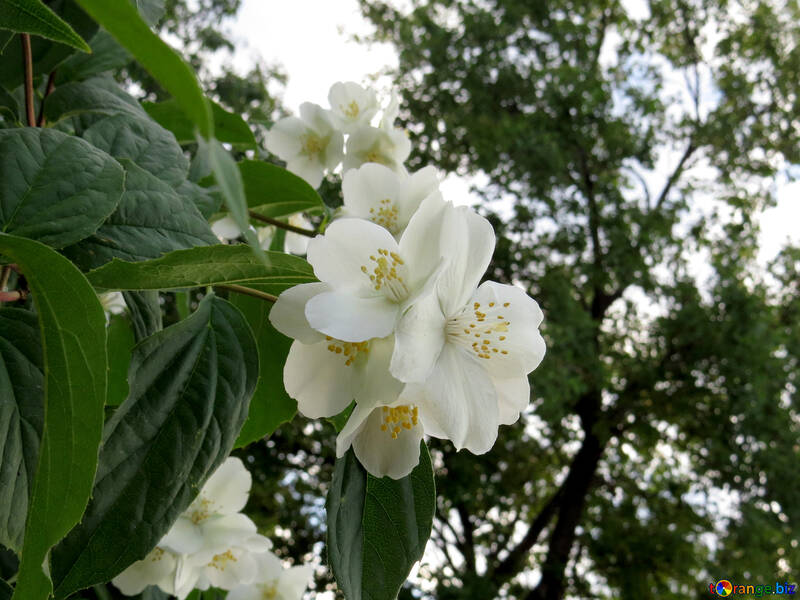 Fleurs avec des arbres en arrière-plan fleur blanche sur arbre №53427