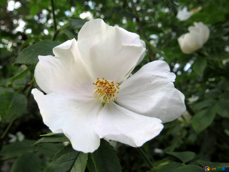 Lustiger Hintergrund einer weißen Blume №53419