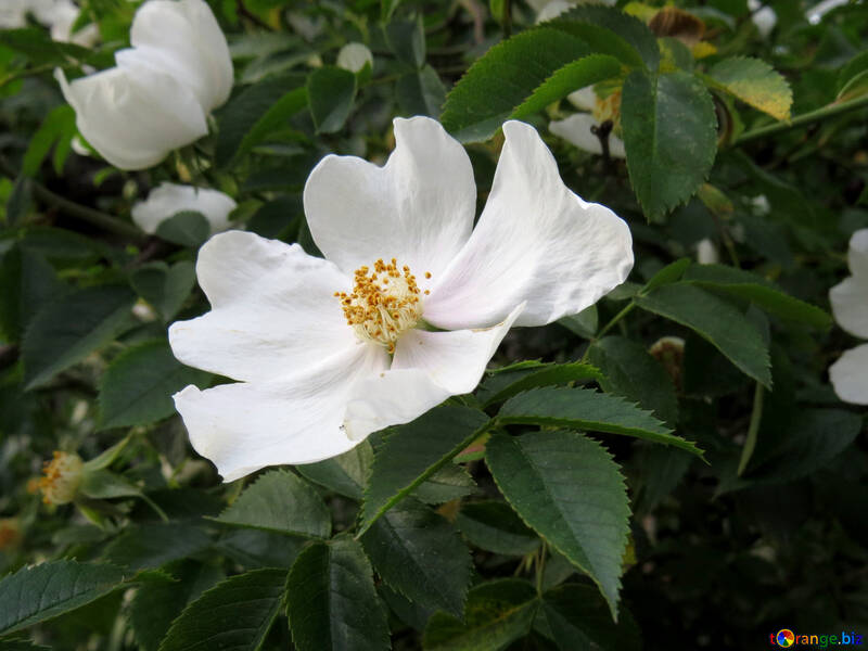 素敵な白い花 №53420