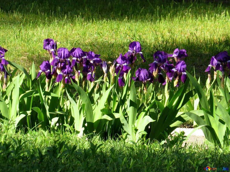 flowers, grass and Leaves Purple iris №53399