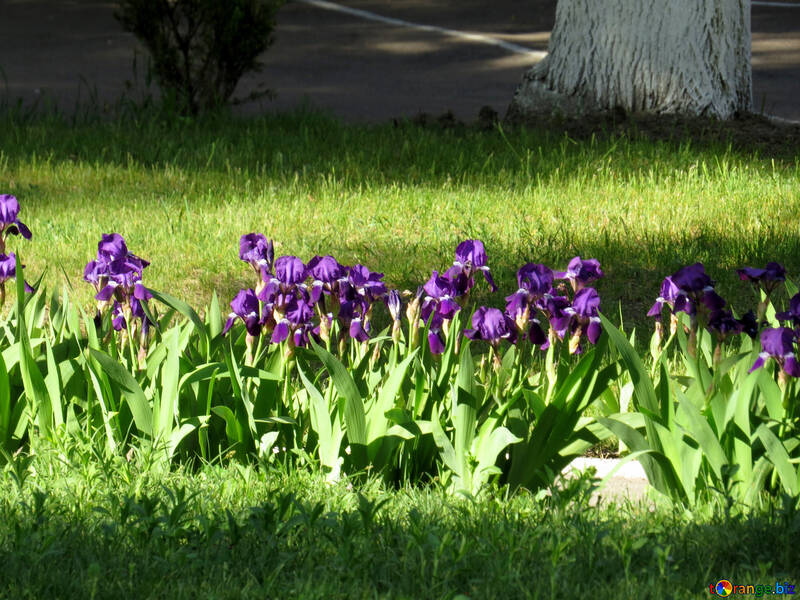 Flores violetas iris azul №53398