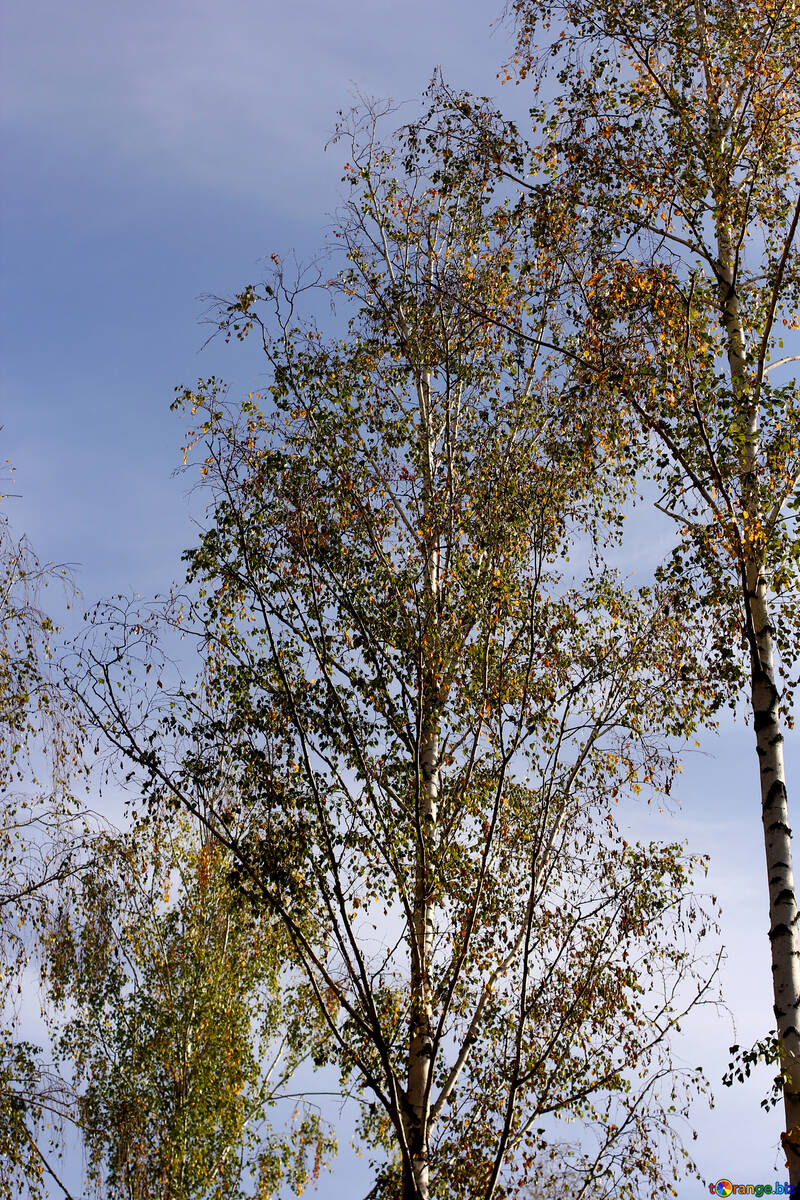 Cielo de árboles de otoño №53255