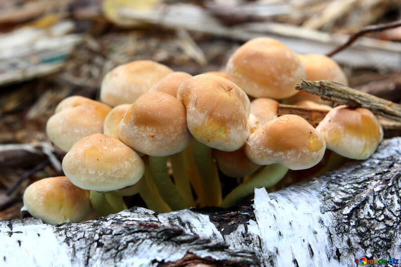 Growing mushrooms №53335