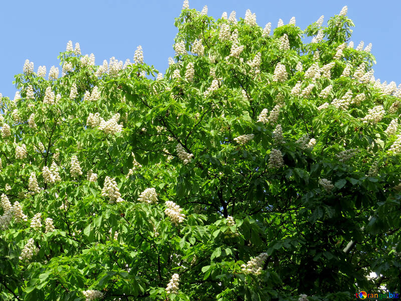パワーポイントの低木植物の花の白の木 №53379