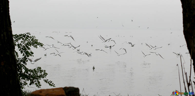 flock of birds №53734