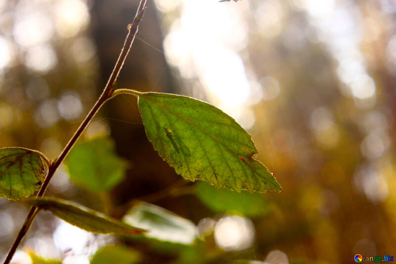 Кінцівки листя в лісовій гілці та листя №53281