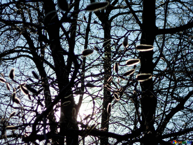 Árvores com sol no fundo №53353