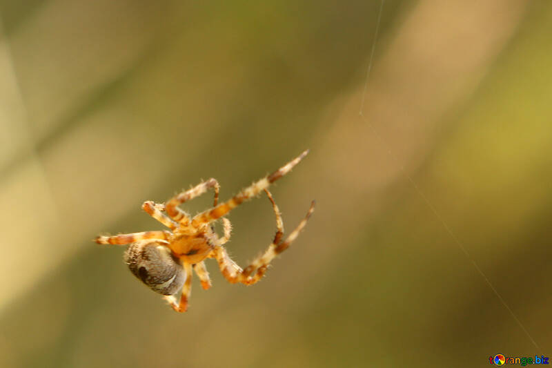 Spinne in seinem Netz №53307