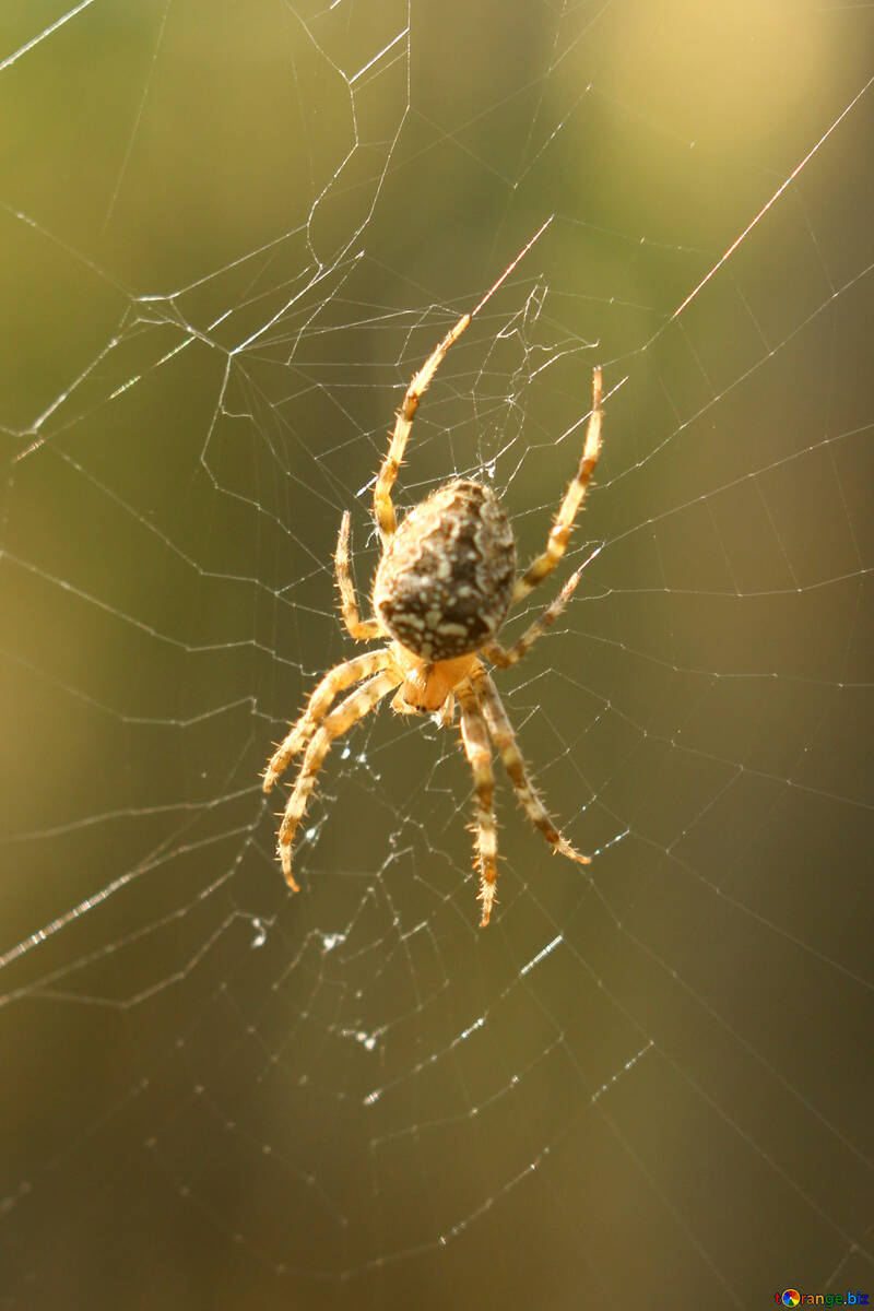 Spinne in einem Netz №53306